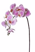ZAROS Falenopsis Fresh touch Roz Indien 97cm AX318
