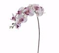 ZAROS Falenopsis Lefki/Mob 97cm AX467