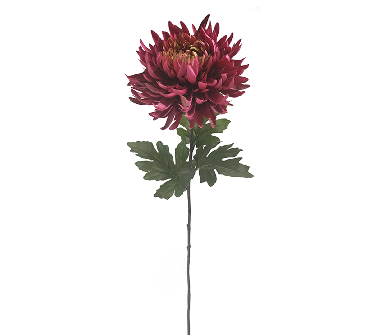 Zaros Xrusanthemo ''Indian Red'' 81cm AX816