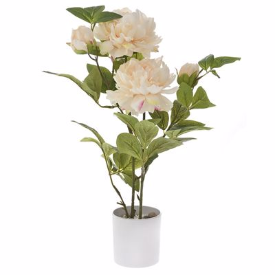 ILIADIS ΣΟΜΟΝ ΠΑΙΩΝΙΑ ΦΥΤΟ ΣΕ ΓΛΑΣΤΡΑ 55cm 76901
