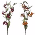 ILIADIS KLADI BELOuDINO GLORIOZA 80cm 78347