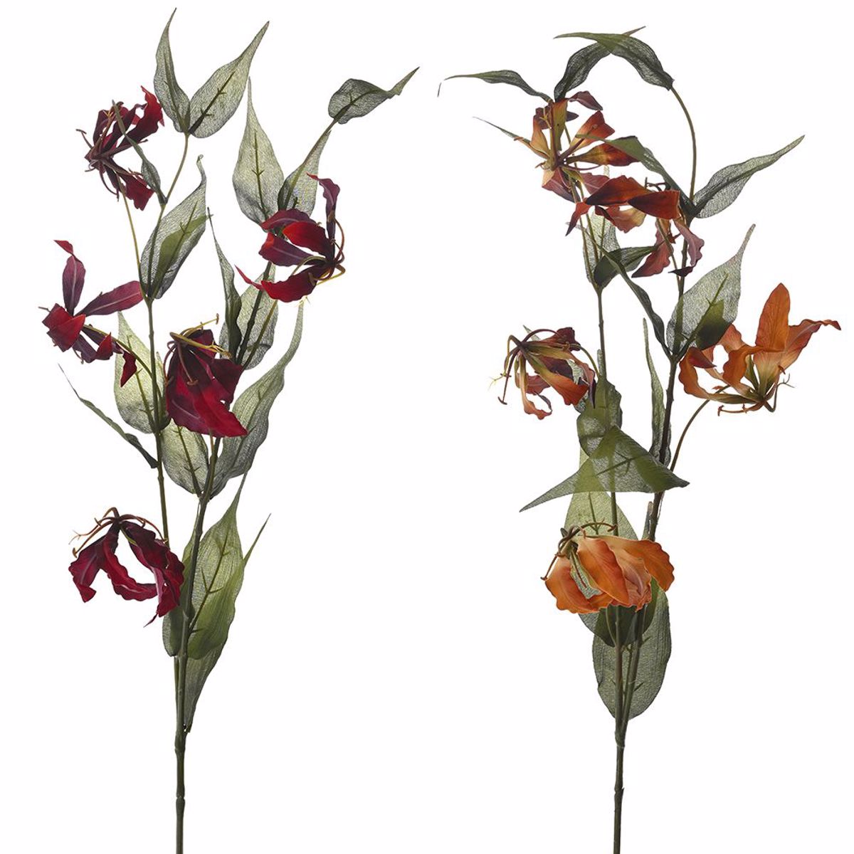 ILIADIS KLADI BELOuDINO GLORIOZA 80cm 78347