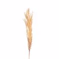 Iliadis Kladi Pampas Fusiko Kitrino 145cm 84718