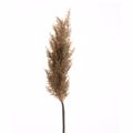 Iliadis Fusiko Skouro Kafe Kladi Pampas 84721
