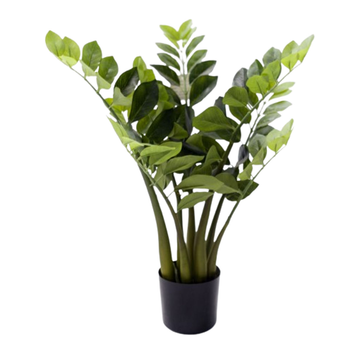Iliadis Futo Zamia 60cm se Gastra 85726