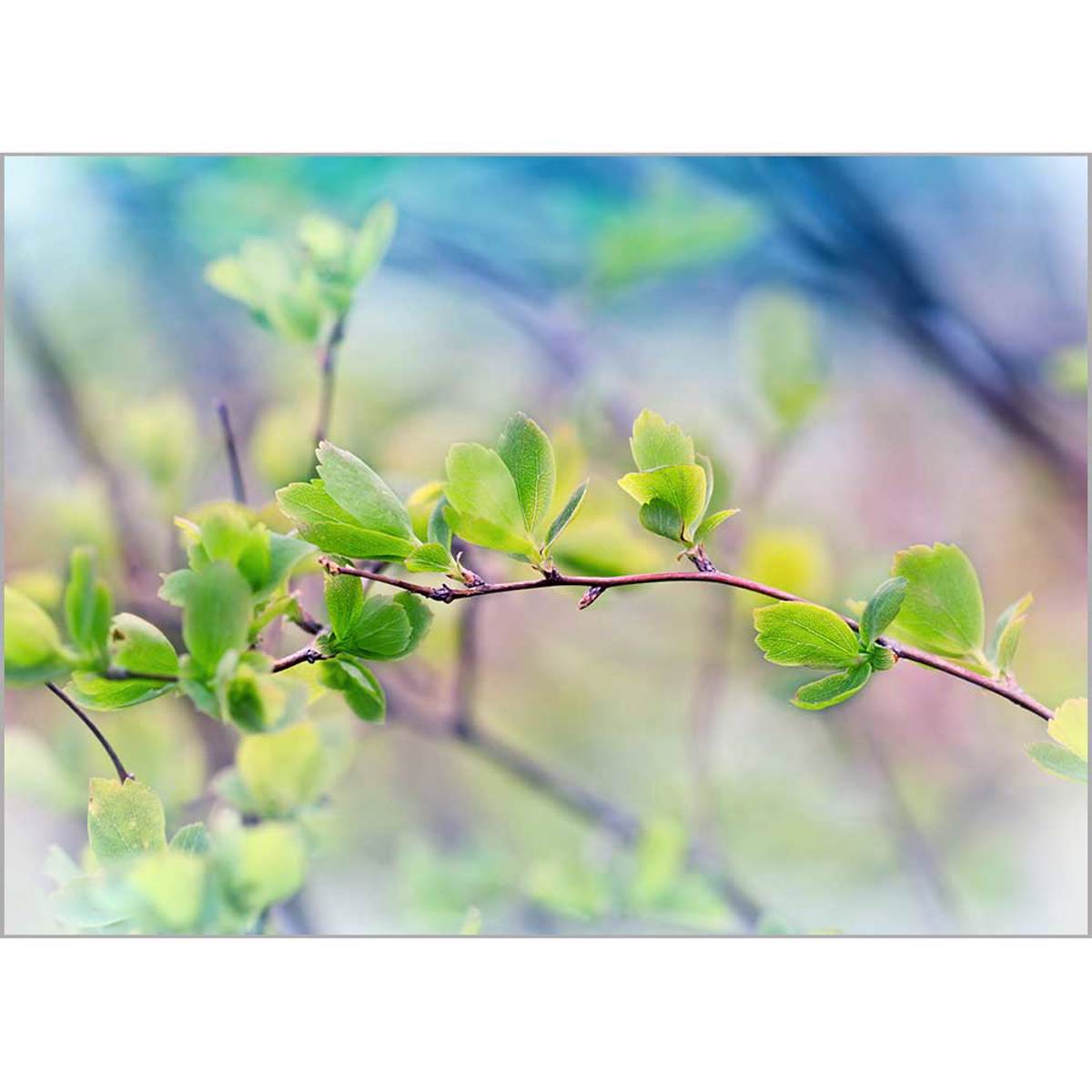 Roler me Psifiaki Ektuposi 'Spring Leaves' A1826