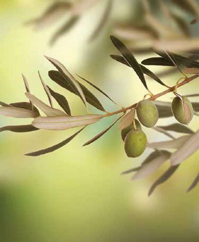 Ρόλερ με Ψηφιακή Εκτύπωση ''Olive Leaf'' E302