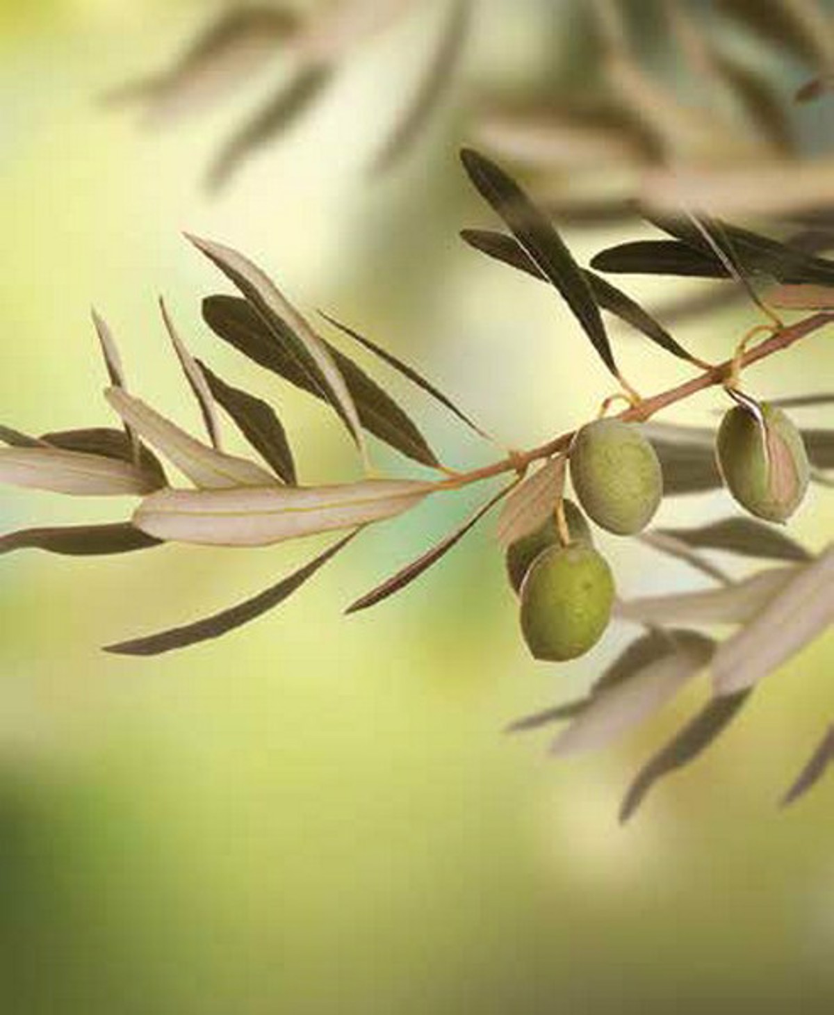 Roler me Psifiaki Ektuposi ''Olive Leaf'' E302
