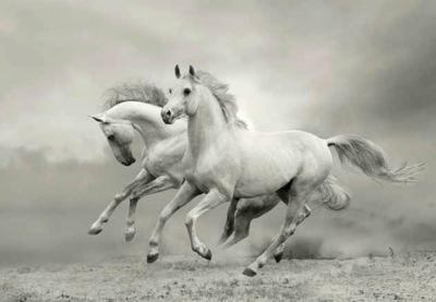 ΡΟΛΕΡ ΜΕ ΨΗΦΙΑΚΗ ΕΚΤΥΠΩΣΗ ΑΛΟΓΑ 'GALLOPING HORSES' E171