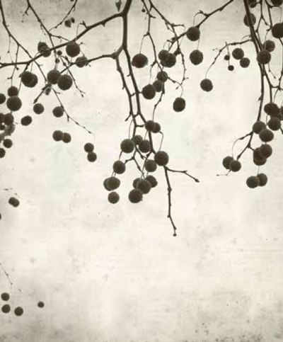 Ρόλερ με Ψηφιακή Εκτύπωση Vintage 'Winter Branches' E447