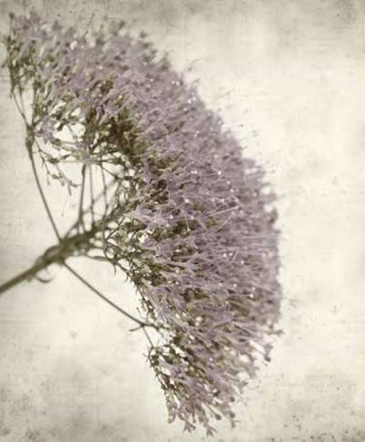 Ρόλερ με Ψηφιακή Εκτύπωση 'Vintage Lilac' E448