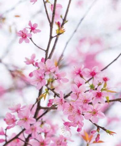 Ρόλερ με Ψηφιακή Εκτύπωση 'Cherry Blossom' E456