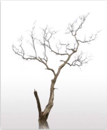 ΡΟΛΕΡ ΜΕ ΨΗΦΙΑΚΗ ΕΚΤΥΠΩΣΗ 'ΚΟΡΜΟΣ ΔΕΝΤΡΟΥ' E177