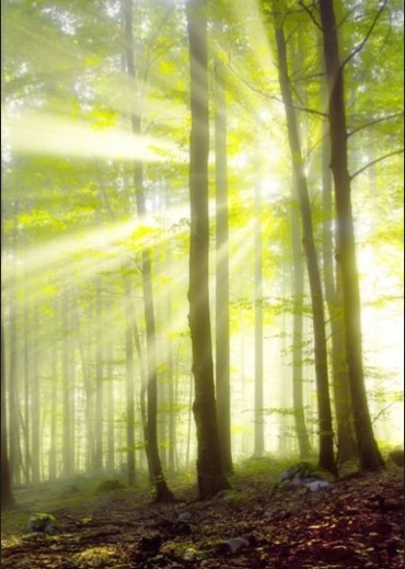 ΡΟΛΕΡ ΜΕ ΨΗΦΙΑΚΗ ΕΚΤΥΠΩΣΗ 'ΔΕΝΤΡΑ' E217