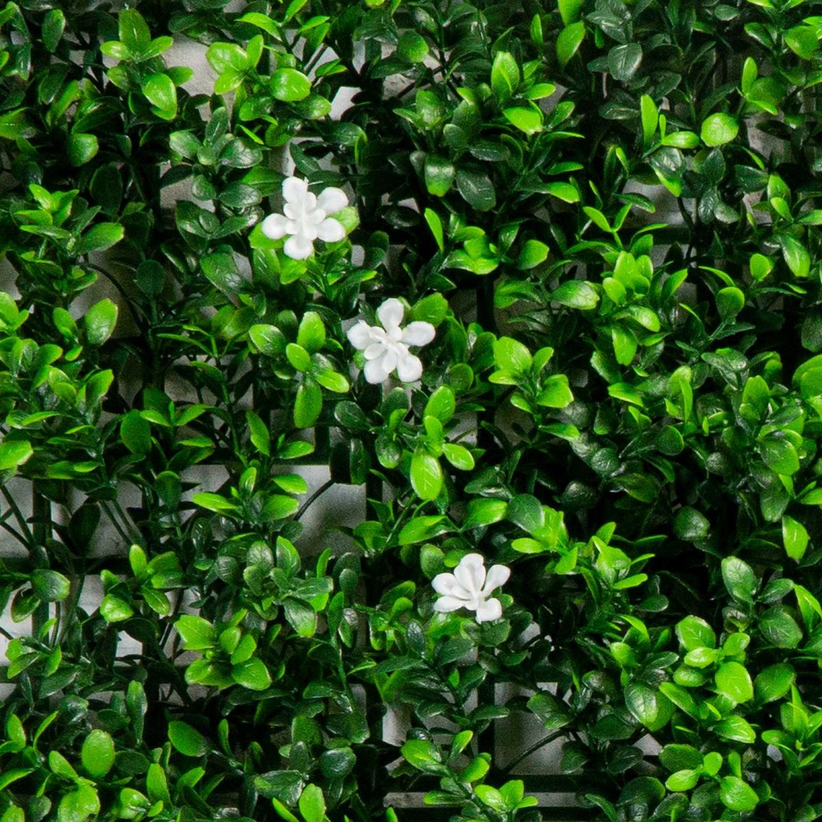 /filemanager/supergreens/0100-7_3.jpg