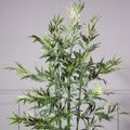 Supergreens Texnito Dentro Bampou Lucky 182cm 1160-6