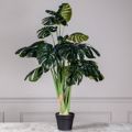 Supergreens Texnito Dentro Monstera 110cm 1880-6