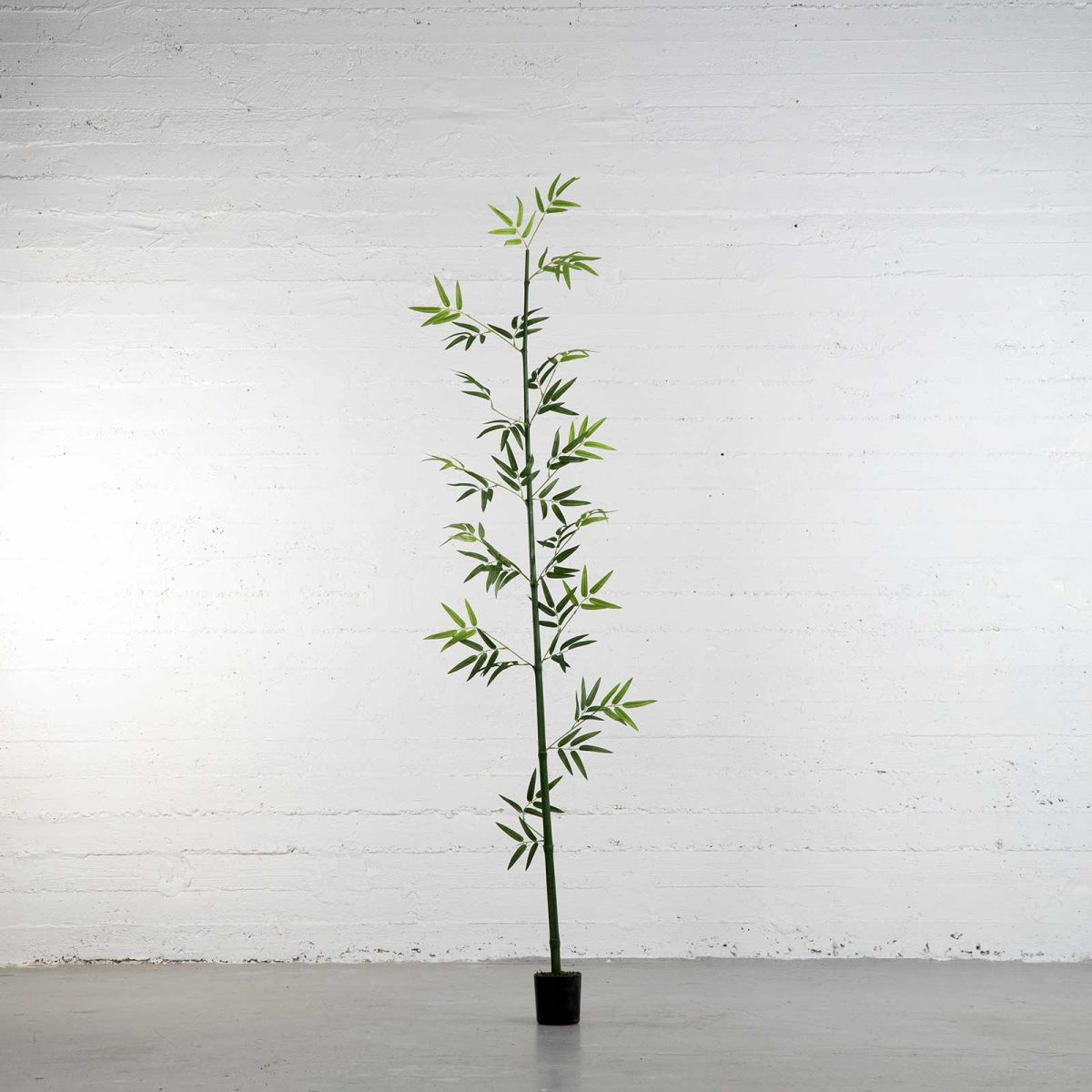 /filemanager/supergreens/2240-6_2.jpg