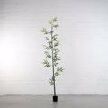 Supergreens Texnito Dentro Mono Bampou Lucky 183cm 2240-6