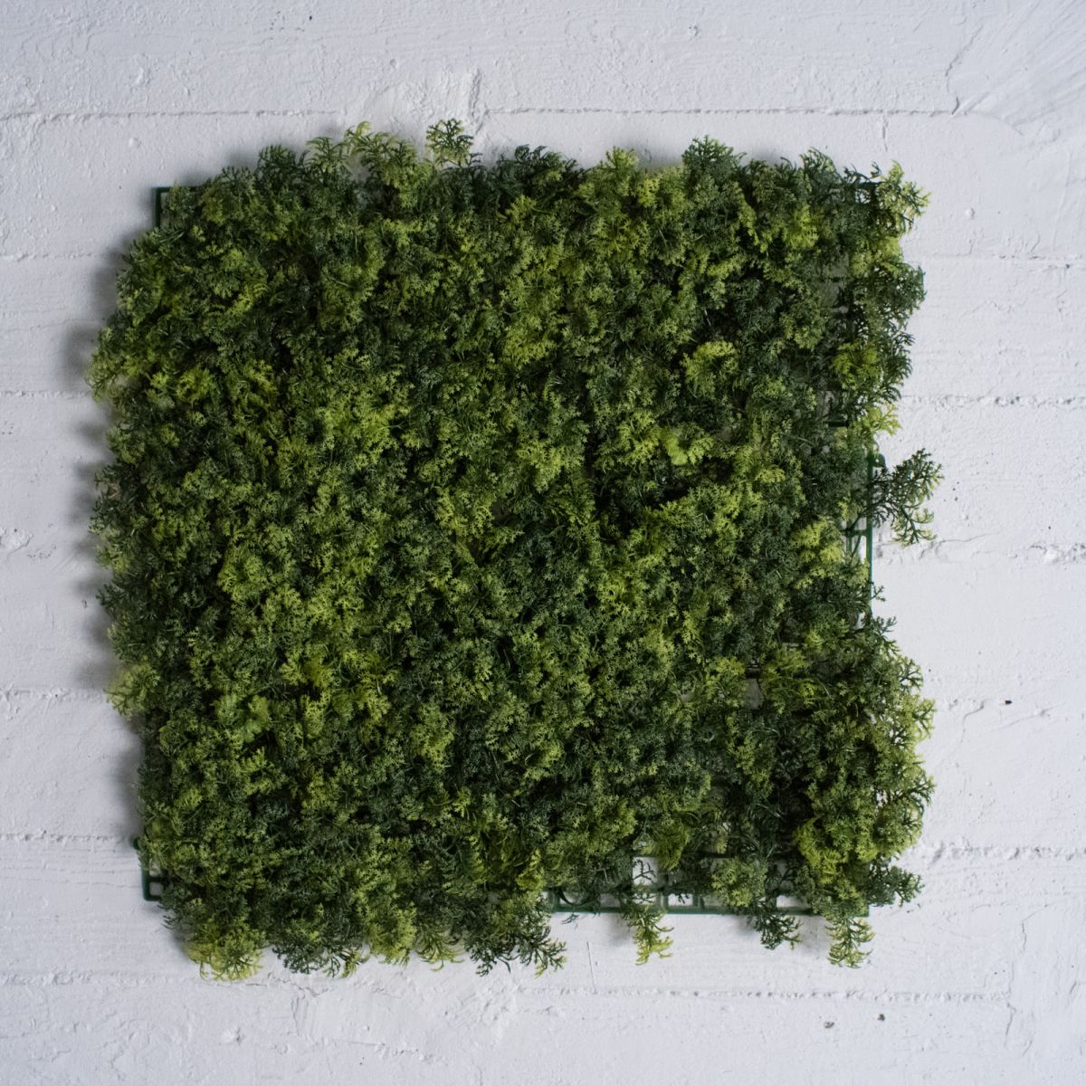 /filemanager/supergreens/2351-7_2.jpg