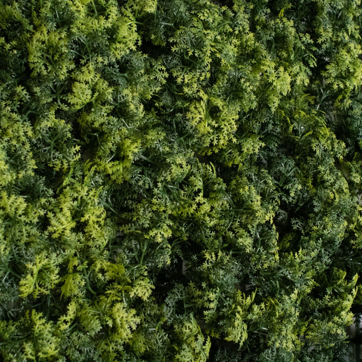 /filemanager/supergreens/2351-7_3.jpg