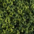 Supergreens Texniti Fullosia Reindeer Moss 50x50cm 2351-7