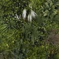 Supergreens Texniti Fullosia Fikos me Fteri ''Flux'' 100x100cm 5291-7