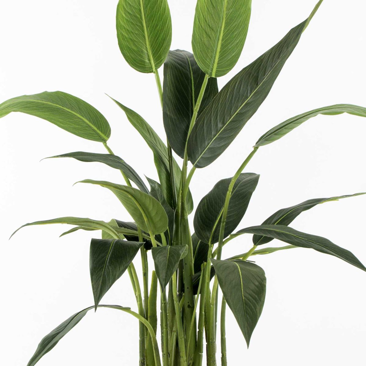 /filemanager/supergreens/6-0314-1.jpg