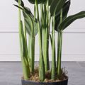 Supergreens Texnito Dentro Pouli tou Paradeisou Strelizia Reginas 100cm 4130-6