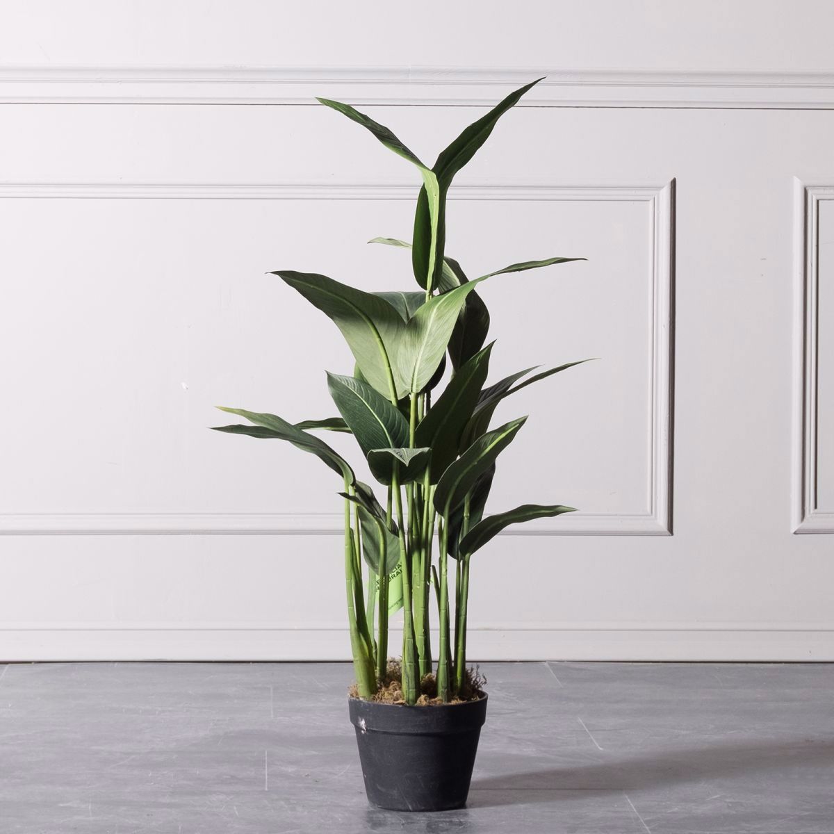 Supergreens Texnito Dentro Pouli tou Paradeisou Strelizia Reginas 100cm 4130-6