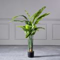 Supergreens Texnito Dentro Pouli tou Paradeisou Strelizia Nicolai 130cm 1350-6