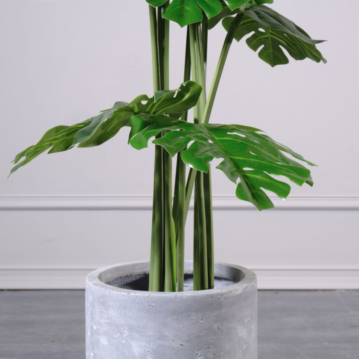 /filemanager/supergreens/6-0548-3.jpg