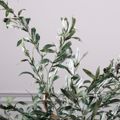 Supergreens Texnito Dentro Elia 150cm 5660-6