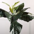 Supergreens Texnito Dentro Alokasia 150cm 4760-6