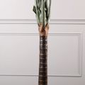 Supergreens Texnito Dentro Alokasia 150cm 4760-6