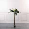Supergreens Texnito Dentro Alokasia 150cm 4760-6