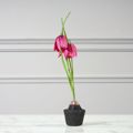 Supergreens Texnito Futo Fritilaria Kokkino 22cm 6570-6