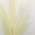 Supergreens Texnito Kladi Ftero Pampas Ekrou 68cm 6071-7