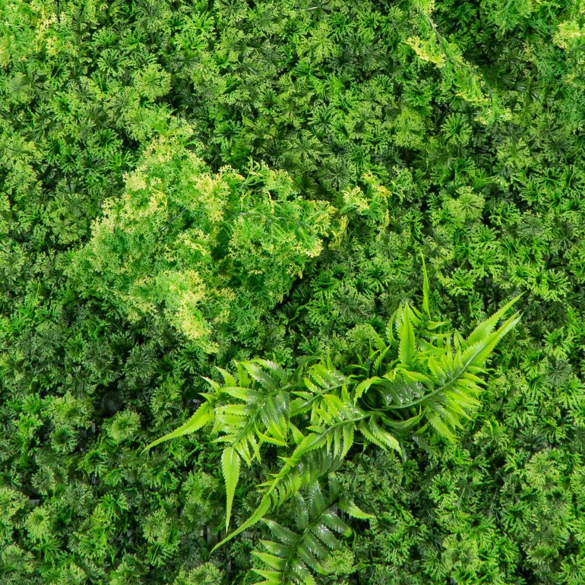/filemanager/supergreens/7-1087-2.jpg