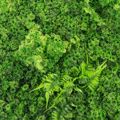 Supergreens Texniti Fullosia Fteri ''Mossy'' 100x100cm 7801-7