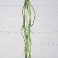 Supergreens Texnito Kremasto Xortari Prasino 110cm 7821-7