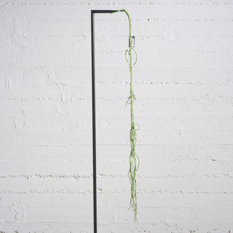 Supergreens Texnito Kremasto Xortari Prasino 110cm 7821-7