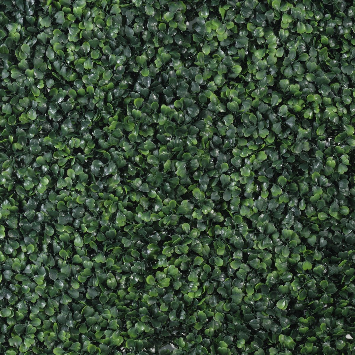 /filemanager/supergreens/7-1300-2.jpg