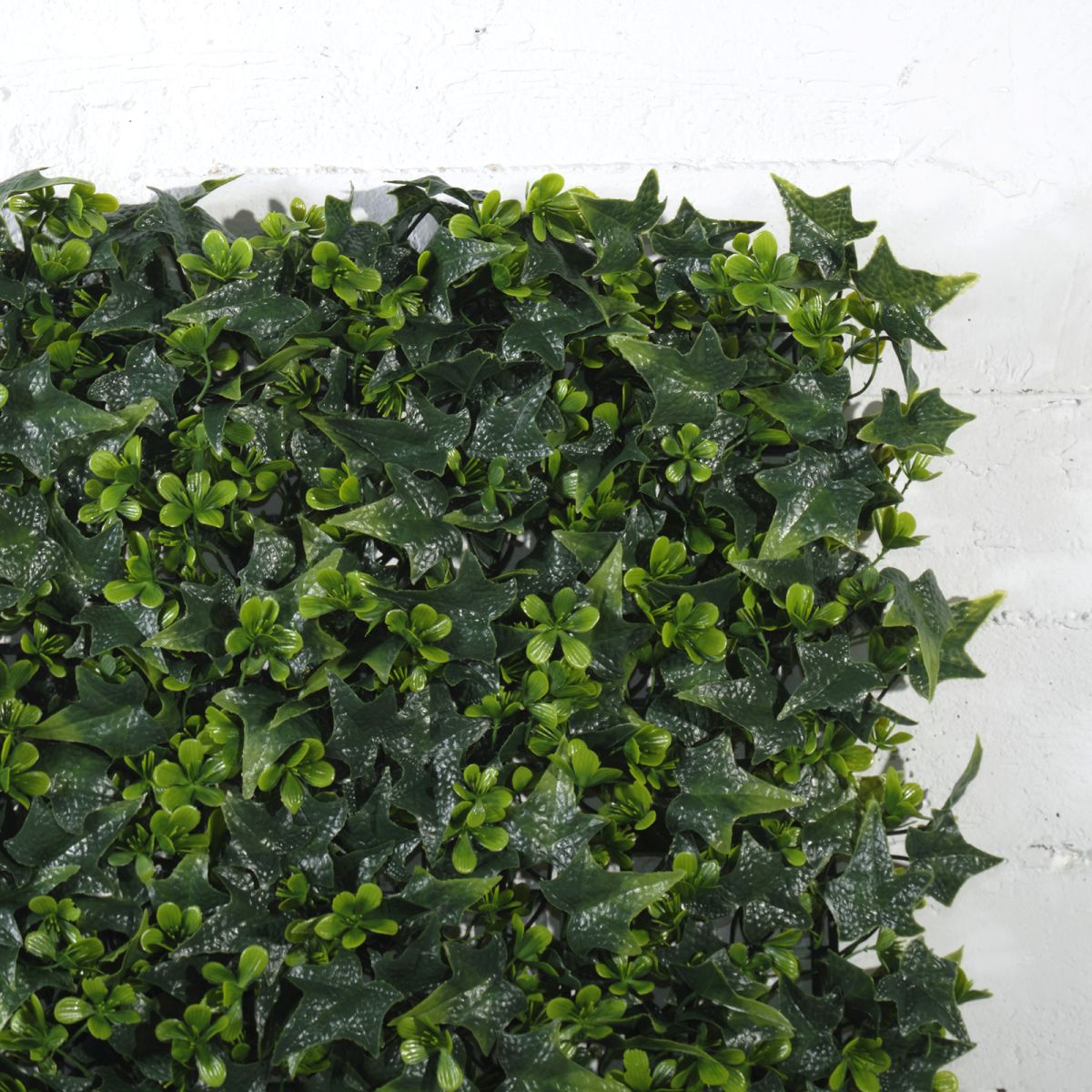/filemanager/supergreens/7-1303-1.jpg