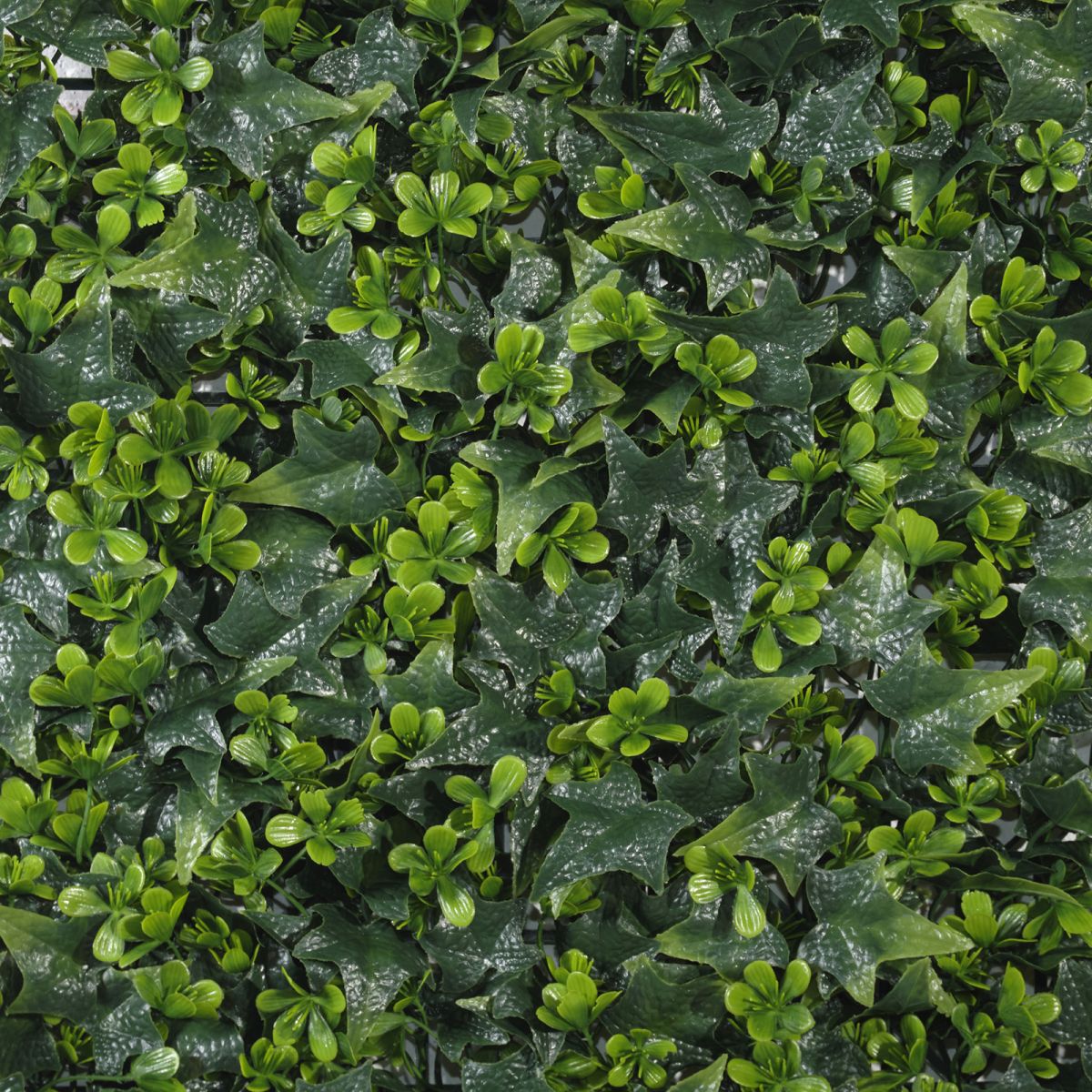 /filemanager/supergreens/7-1303-2.jpg