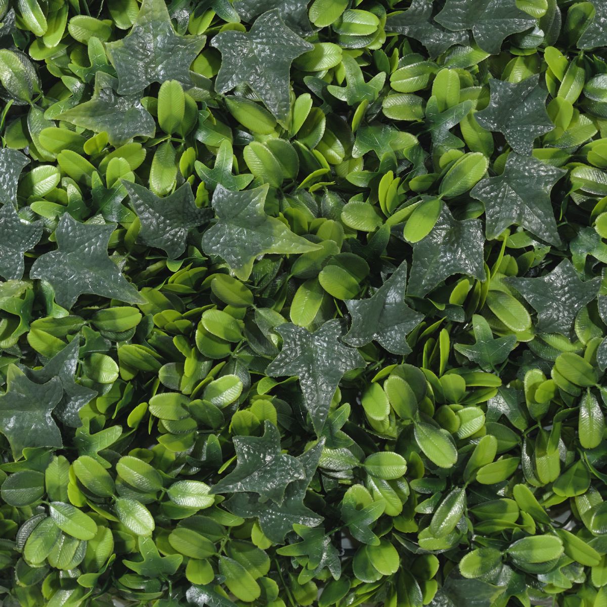 /filemanager/supergreens/7-1306-2.jpg