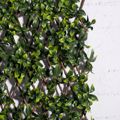 Supergreens Texniti Ptussomeni Fullosia Seflera Arboricola 100x200cm 9351-7