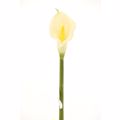 Supergreens Texnito Klonari Kalla 76cm 1030-7