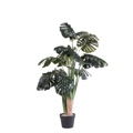 Supergreens Texnito Dentro Monstera 110cm 1880-6