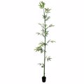 Supergreens Texnito Dentro Mono Bampou Lucky 183cm 2240-6